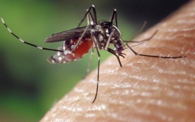 Mücken- und Ameisenschutz im Gelände